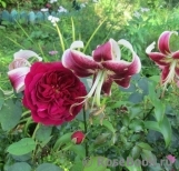 Darcey Bussell Darcey Bussell