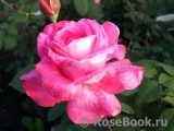 Rose Gaujard Rose Gaujard