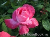 Rose Gaujard Rose Gaujard