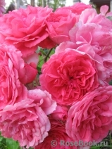 Rosarium Uetersen Rosarium Uetersen
