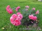 Rosarium Uetersen Rosarium Uetersen