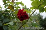 Red Parfum ® Red Parfum ®