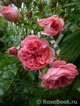 Rosarium Uetersen Rosarium Uetersen