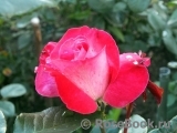 Rose Gaujard Rose Gaujard