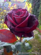 Black Baccara Black Baccara