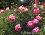 Jubilee Celebration® Jubilee Celebration®