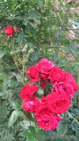 Amadeus Amadeus