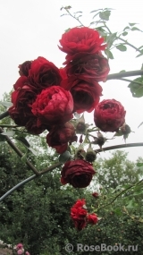 Amadeus Amadeus