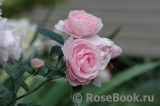 Hans Gonewein Rose Hans Gonewein Rose
