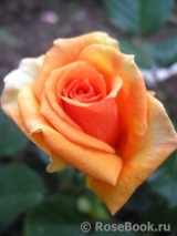 Ashram Ashram