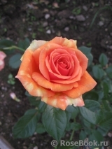 Ashram Ashram