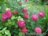 Sophy’s Rose Sophy’s Rose