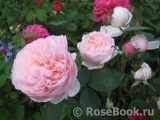 The Alnwick Rose The Alnwick Rose