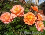 Westerland Westerland