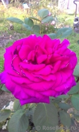 Big Purple Big Purple