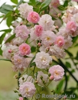 Brise Parfum Brise Parfum