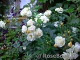 Ghislaine de Feligonde Ghislaine de Feligonde