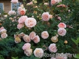 Abraham Darby Abraham Darby