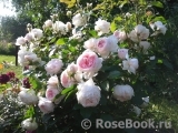 The Wedgwood Rose