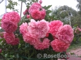 Rosarium Uetersen Rosarium Uetersen