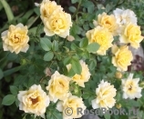 Yellow Fairy Yellow Fairy