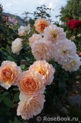 Grace® Grace®