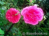 Rosarium Uetersen Rosarium Uetersen