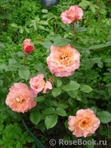 Augusta Luise Augusta Luise