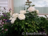 Lions Rose Lions Rose