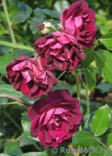 Burgundy Ice Burgundy Ice
