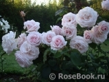Rosa Belmonte Rosa Belmonte