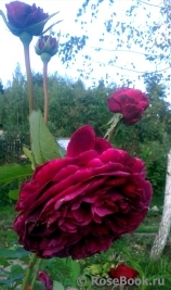 Falstaff® Falstaff®