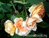 Crown Princess Margareta® Crown Princess Margareta®