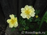 Harison’s Yellow Harison’s Yellow