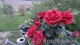 Terracotta ® Terracotta ®