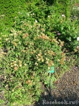 Viridiflora Viridiflora