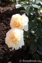Marie Antoinette Marie Antoinette