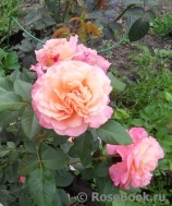 Augusta Luise Augusta Luise