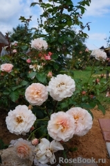 Twiggy’s Rose Twiggy’s Rose