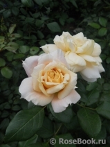 Lions Rose Lions Rose