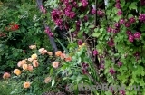 Bordure Abricot Bordure Abricot
