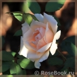Claire de Lune Claire de Lune