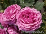 Heidi Klum Rose Heidi Klum Rose