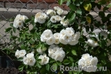 White Flight White Flight