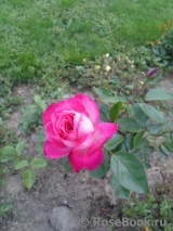 Rose Gaujard Rose Gaujard