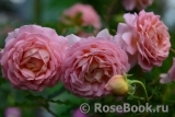 Jubilee Celebration® Jubilee Celebration®