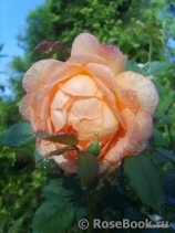 Lady of Shalott Lady of Shalott