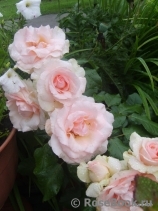 Johann Strauss Johann Strauss