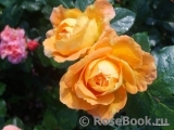 Bernstein-Rose Bernstein-Rose