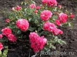 Rosarium Uetersen Rosarium Uetersen